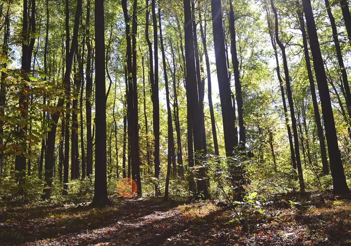 Construire en bois: pour le bien de la planète et des habitants 