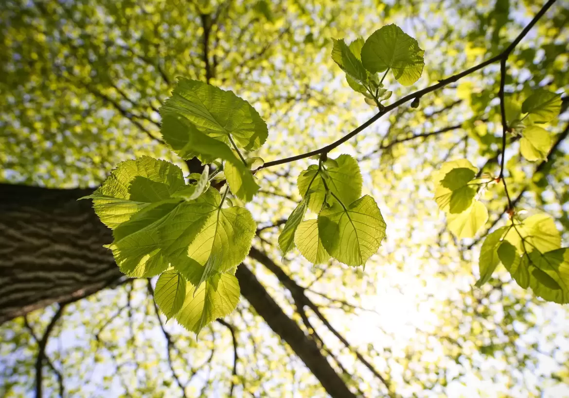 Planter des arbres pour compenser ses émissions de CO2