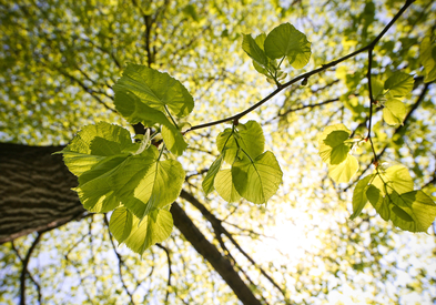 Planter des arbres pour compenser ses émissions de carbone