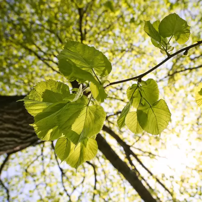 Compensation du CO2 par la plantation d'arbres