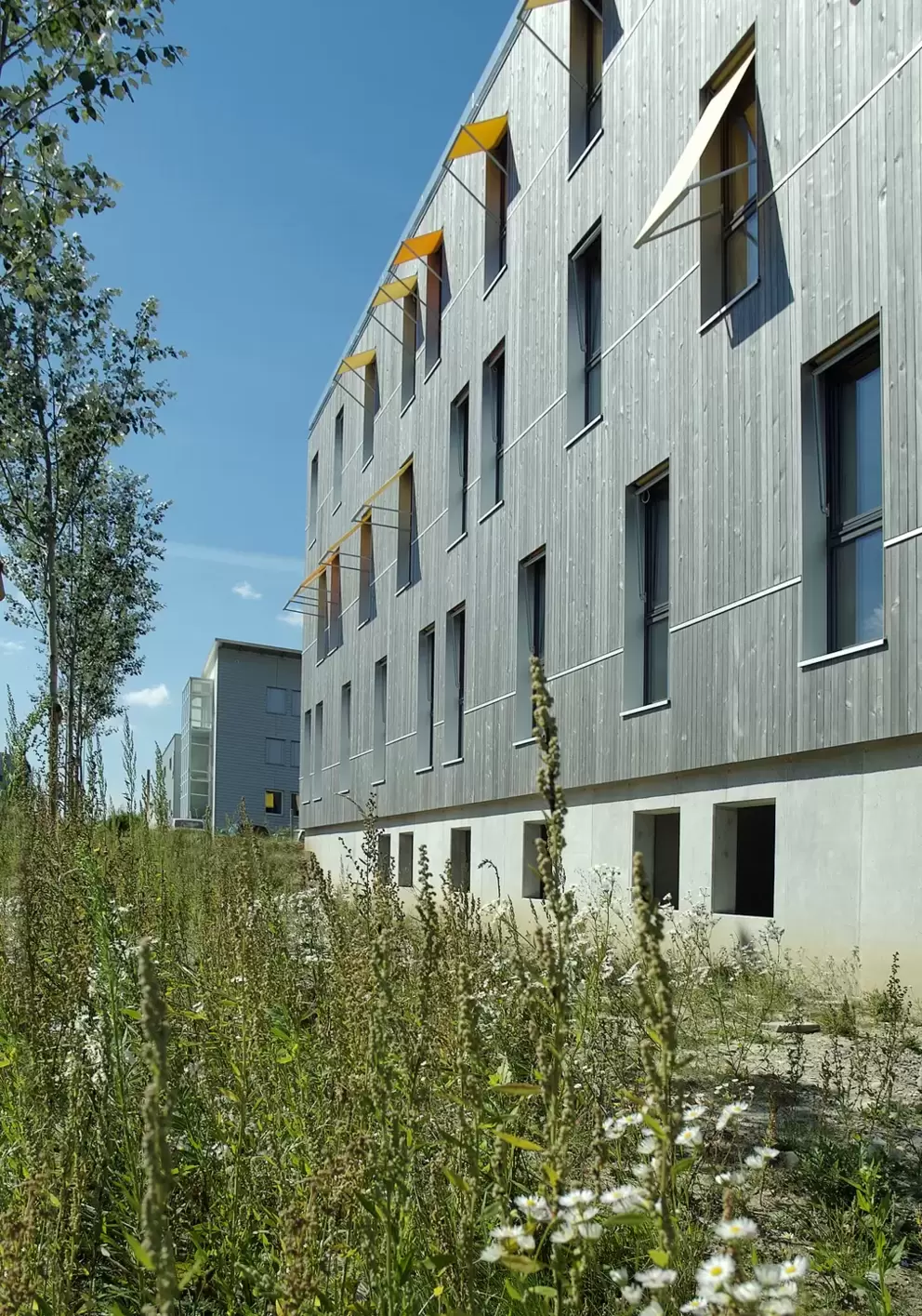 Retour du bois dans la construction: le Green Offices, un bâtiment pionnier et inspirant