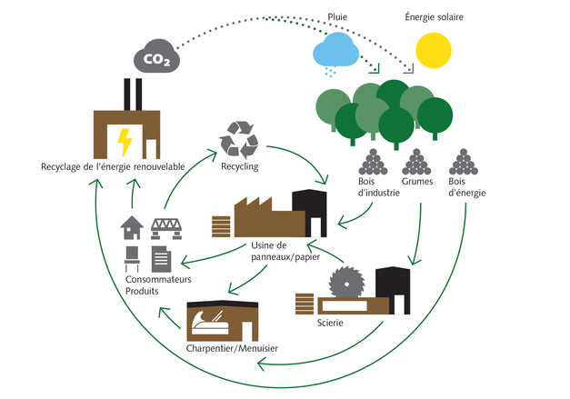 Economie du bois: un exemple d'économie circulaire Economie du bois: un exemple d'économie circulaire