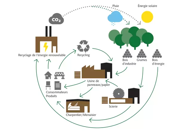Valorisation circulaire du bois en tant que puits de carbone naturel © Lignum 